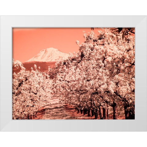 USA-Oregon-Columbia Gorge Infrared of Spring orchards and Mount Rainier White Modern Wood Framed Art Print by Eggers, Terry