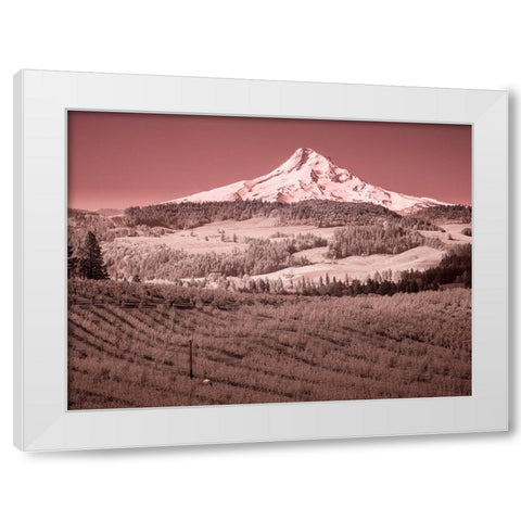 USA-Oregon-Columbia Gorge Infrared of spring orchards in bloom and Mount Hood White Modern Wood Framed Art Print by Eggers, Terry