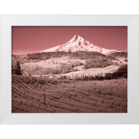 USA-Oregon-Columbia Gorge Infrared of spring orchards in bloom and Mount Hood White Modern Wood Framed Art Print by Eggers, Terry