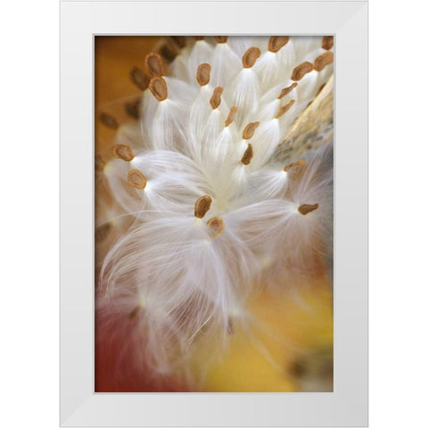 USA, Pennsylvania, Milkweed opening in fall White Modern Wood Framed Art Print by Rotenberg, Nancy