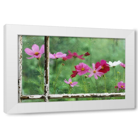 USA, Pennsylvania, Cosmos in Rainy Window White Modern Wood Framed Art Print by Rotenberg, Nancy