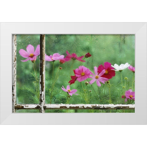 USA, Pennsylvania, Cosmos in Rainy Window White Modern Wood Framed Art Print by Rotenberg, Nancy