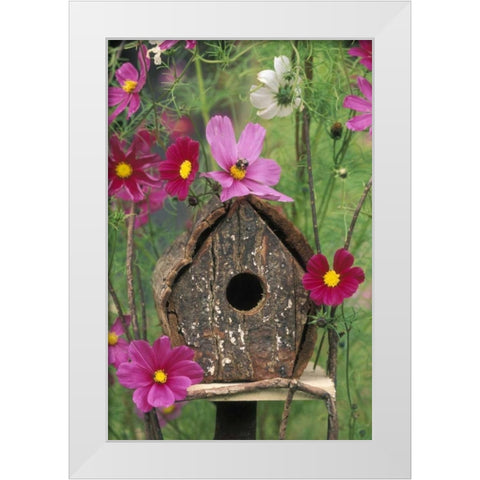 PA, Birdhouse among cosmos flowers with bee White Modern Wood Framed Art Print by Rotenberg, Nancy