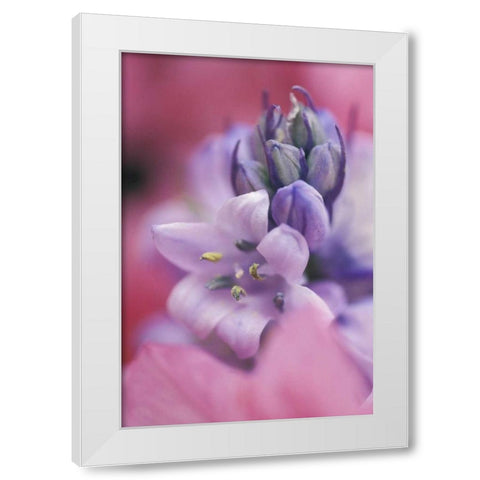 USA, Pennsylvania, Hyacinth close-up White Modern Wood Framed Art Print by Rotenberg, Nancy