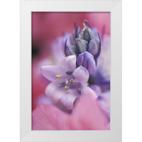 USA, Pennsylvania, Hyacinth close-up White Modern Wood Framed Art Print by Rotenberg, Nancy