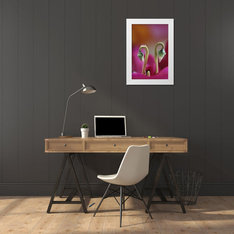 USA, Pennsylvania Cyclamen with water drop White Modern Wood Framed Art Print by Rotenberg, Nancy