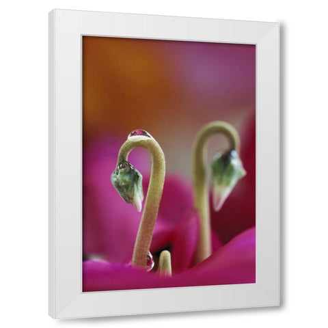 USA, Pennsylvania Cyclamen with water drop White Modern Wood Framed Art Print by Rotenberg, Nancy