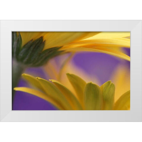 Pennsylvania Yellow Gerbera Daisies White Modern Wood Framed Art Print by Rotenberg, Nancy