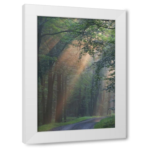 PA, Light rays streaming through a forest White Modern Wood Framed Art Print by Anon, Ellen