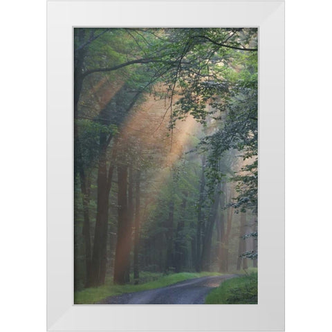 PA, Light rays streaming through a forest White Modern Wood Framed Art Print by Anon, Ellen