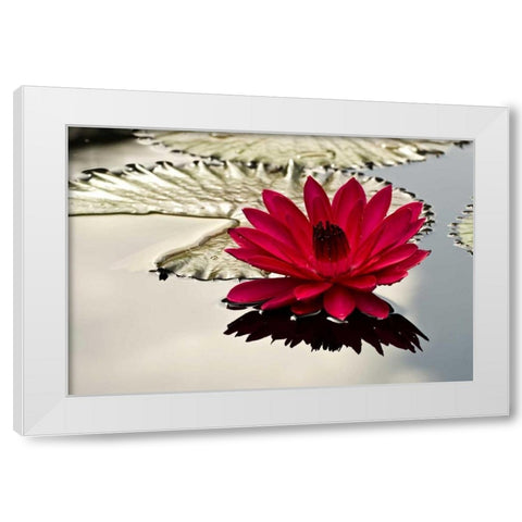PA, Philadelphia Water lily on garden pond White Modern Wood Framed Art Print by OBrien, Jay