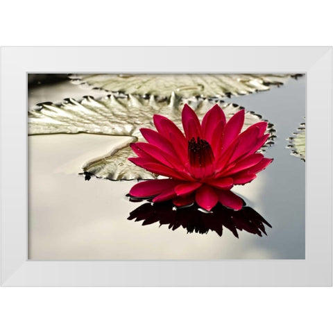 PA, Philadelphia Water lily on garden pond White Modern Wood Framed Art Print by OBrien, Jay