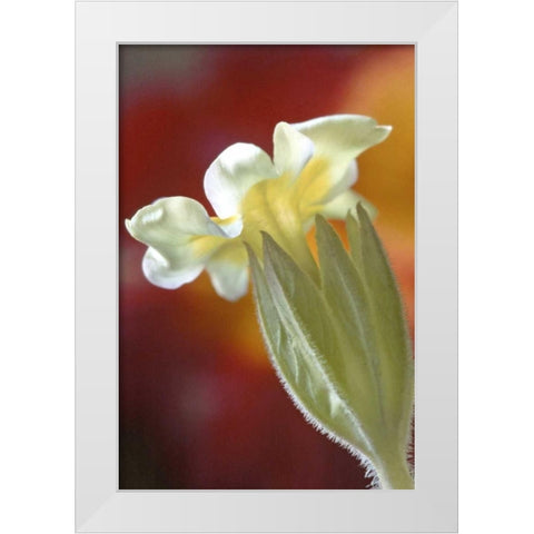PA, Philadelphia Primrose at the Nature Center White Modern Wood Framed Art Print by OBrien, Jay