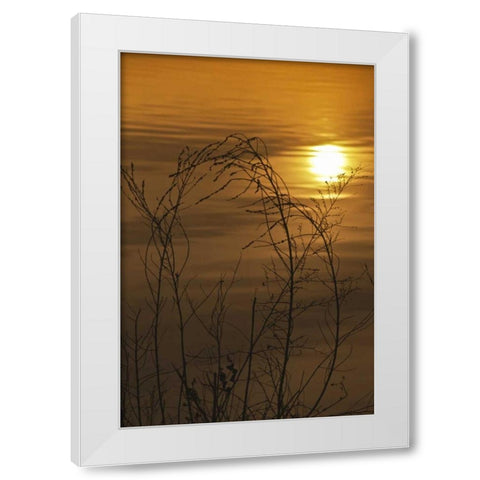 PA, Philadelphia, Sunset reflection on lake White Modern Wood Framed Art Print by OBrien, Jay