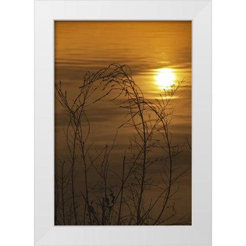 PA, Philadelphia, Sunset reflection on lake White Modern Wood Framed Art Print by OBrien, Jay
