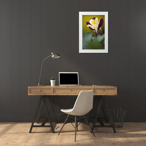 PA, Philadelphia Columbine at the Nature Center White Modern Wood Framed Art Print by OBrien, Jay