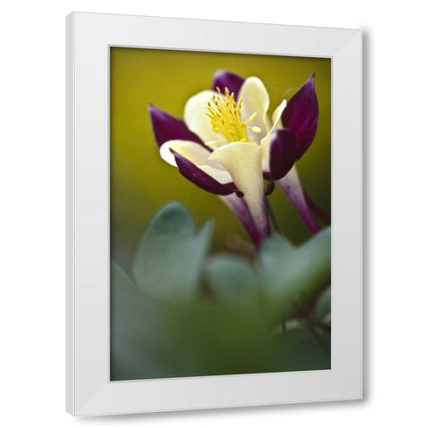 PA, Philadelphia Columbine at the Nature Center White Modern Wood Framed Art Print by OBrien, Jay