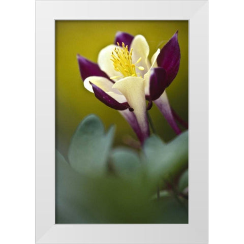 PA, Philadelphia Columbine at the Nature Center White Modern Wood Framed Art Print by OBrien, Jay