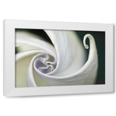 USA, Pennsylvania Datura flower close-up White Modern Wood Framed Art Print by Rotenberg, Nancy