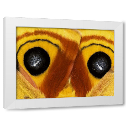 Pennsylvania Close-up of saturnia moth wings White Modern Wood Framed Art Print by Rotenberg, Nancy