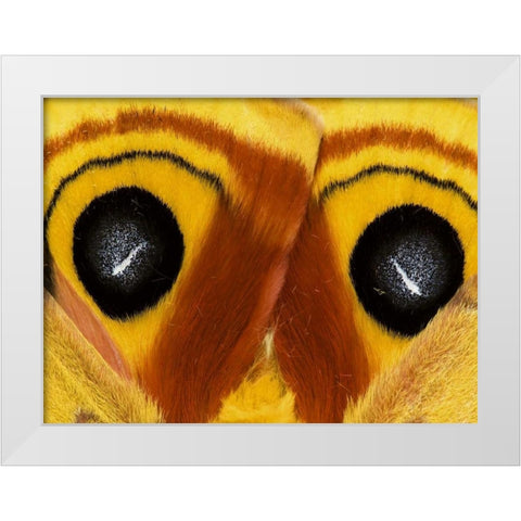 Pennsylvania Close-up of saturnia moth wings White Modern Wood Framed Art Print by Rotenberg, Nancy