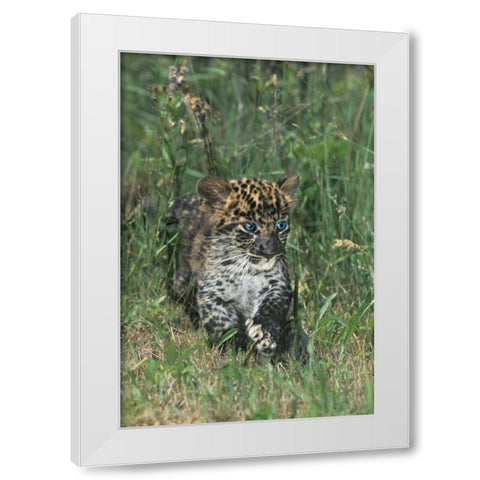 PA, African leopard cub walking in tall grass White Modern Wood Framed Art Print by Welling, Dave