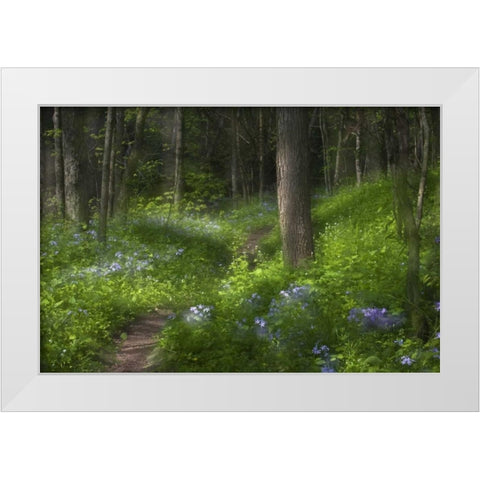 PA, Cedar Creek Trail through flowers and trees White Modern Wood Framed Art Print by Rotenberg, Nancy
