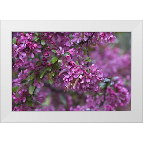 USA, Pennsylvania Cherry blossom tree in bloom White Modern Wood Framed Art Print by Rotenberg, Nancy