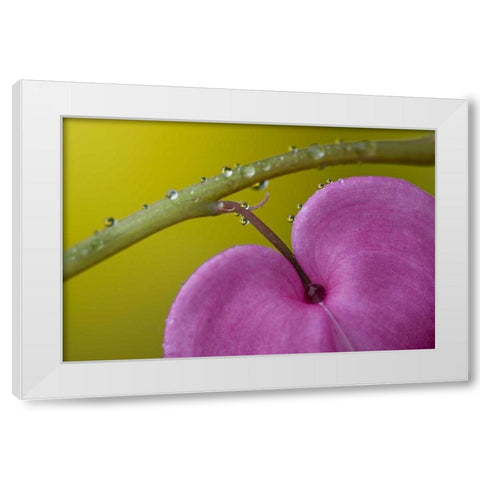 PA, Bleeding heart flower on stem with rain drops White Modern Wood Framed Art Print by Rotenberg, Nancy