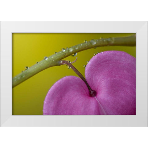 PA, Bleeding heart flower on stem with rain drops White Modern Wood Framed Art Print by Rotenberg, Nancy
