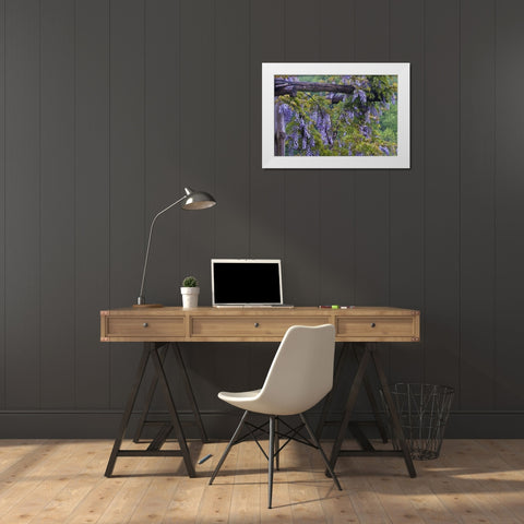 PA, Purple wisteria flowers on wooden trellis White Modern Wood Framed Art Print by Rotenberg, Nancy
