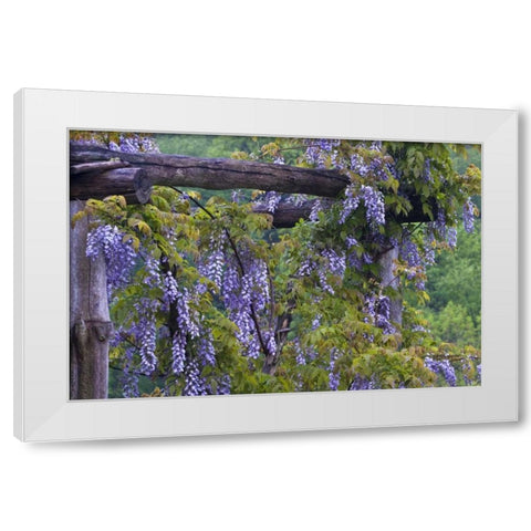 PA, Purple wisteria flowers on wooden trellis White Modern Wood Framed Art Print by Rotenberg, Nancy