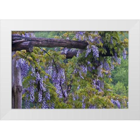 PA, Purple wisteria flowers on wooden trellis White Modern Wood Framed Art Print by Rotenberg, Nancy