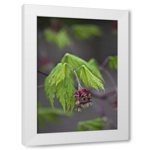 Pennsylvania Maple leaf opening in springtime White Modern Wood Framed Art Print by Rotenberg, Nancy