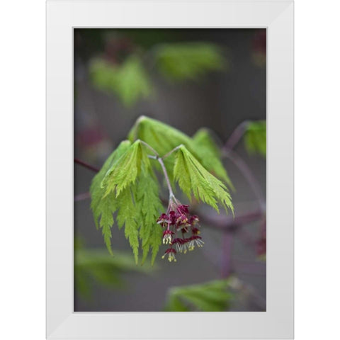 Pennsylvania Maple leaf opening in springtime White Modern Wood Framed Art Print by Rotenberg, Nancy