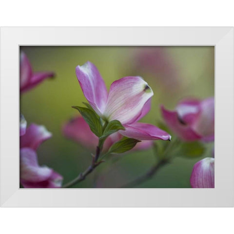 Pennsylvania Dogwood blossom in springtime White Modern Wood Framed Art Print by Rotenberg, Nancy