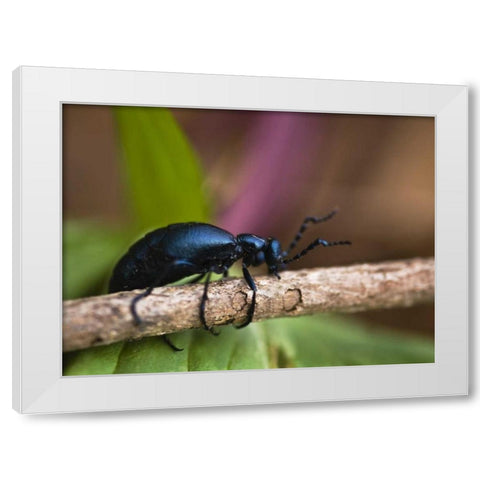 PA, Spring beetle crawling on limb with trillium White Modern Wood Framed Art Print by Rotenberg, Nancy