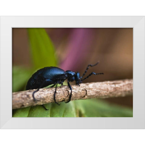 PA, Spring beetle crawling on limb with trillium White Modern Wood Framed Art Print by Rotenberg, Nancy