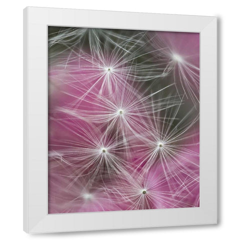 Dandelion seeds with feathery tentacles White Modern Wood Framed Art Print by Rotenberg, Nancy