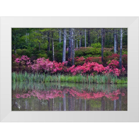 GA, Impressionistic trees and flowering bushes White Modern Wood Framed Art Print by Rotenberg, Nancy