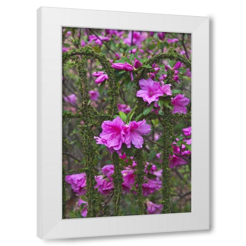 Georgia Azaleas on a garden fence White Modern Wood Framed Art Print by Rotenberg, Nancy
