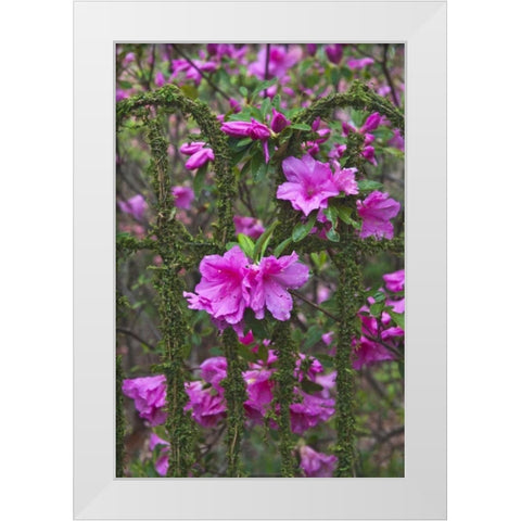 Georgia Azaleas on a garden fence White Modern Wood Framed Art Print by Rotenberg, Nancy