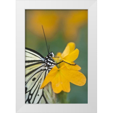 GA Paper kite butterfly on flower White Modern Wood Framed Art Print by Rotenberg, Nancy