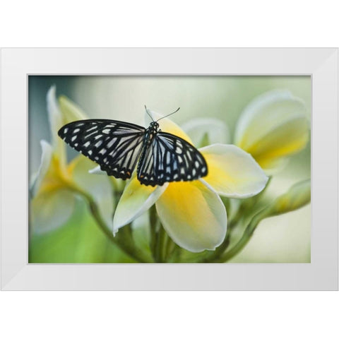 GA, Blue glassy tiger butterfly on flower White Modern Wood Framed Art Print by Rotenberg, Nancy