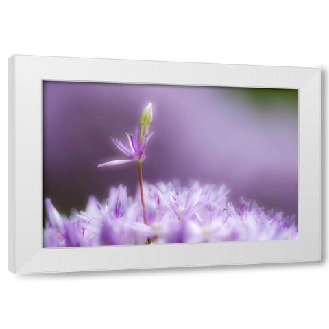 USA, Pennsylvania Close-up of alium flowers White Modern Wood Framed Art Print by Rotenberg, Nancy