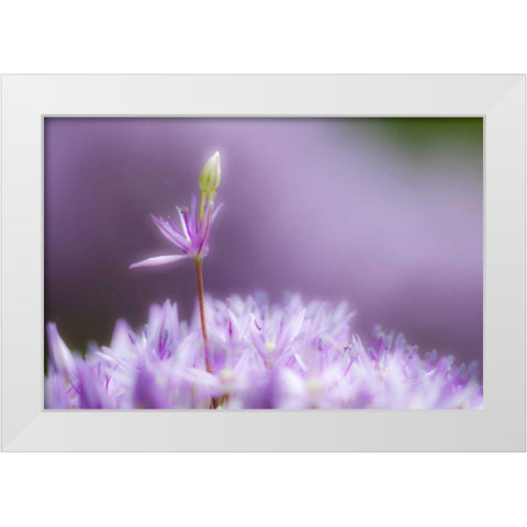 USA, Pennsylvania Close-up of alium flowers White Modern Wood Framed Art Print by Rotenberg, Nancy