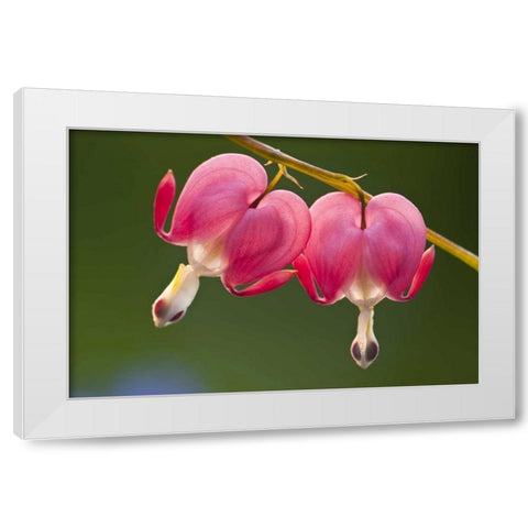 Pennsylvania Two bleeding heart flowers White Modern Wood Framed Art Print by Rotenberg, Nancy