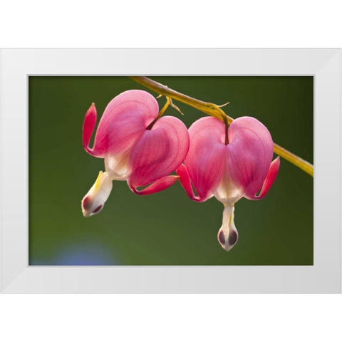 Pennsylvania Two bleeding heart flowers White Modern Wood Framed Art Print by Rotenberg, Nancy