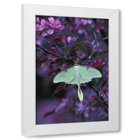 USA, Pennsylvania Luna moth on crabapple tree White Modern Wood Framed Art Print by Rotenberg, Nancy
