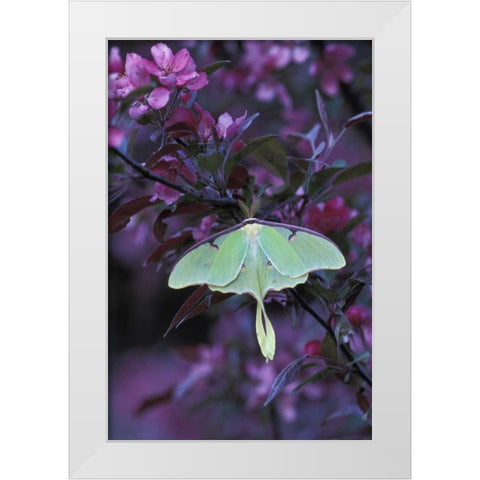 USA, Pennsylvania Luna moth on crabapple tree White Modern Wood Framed Art Print by Rotenberg, Nancy